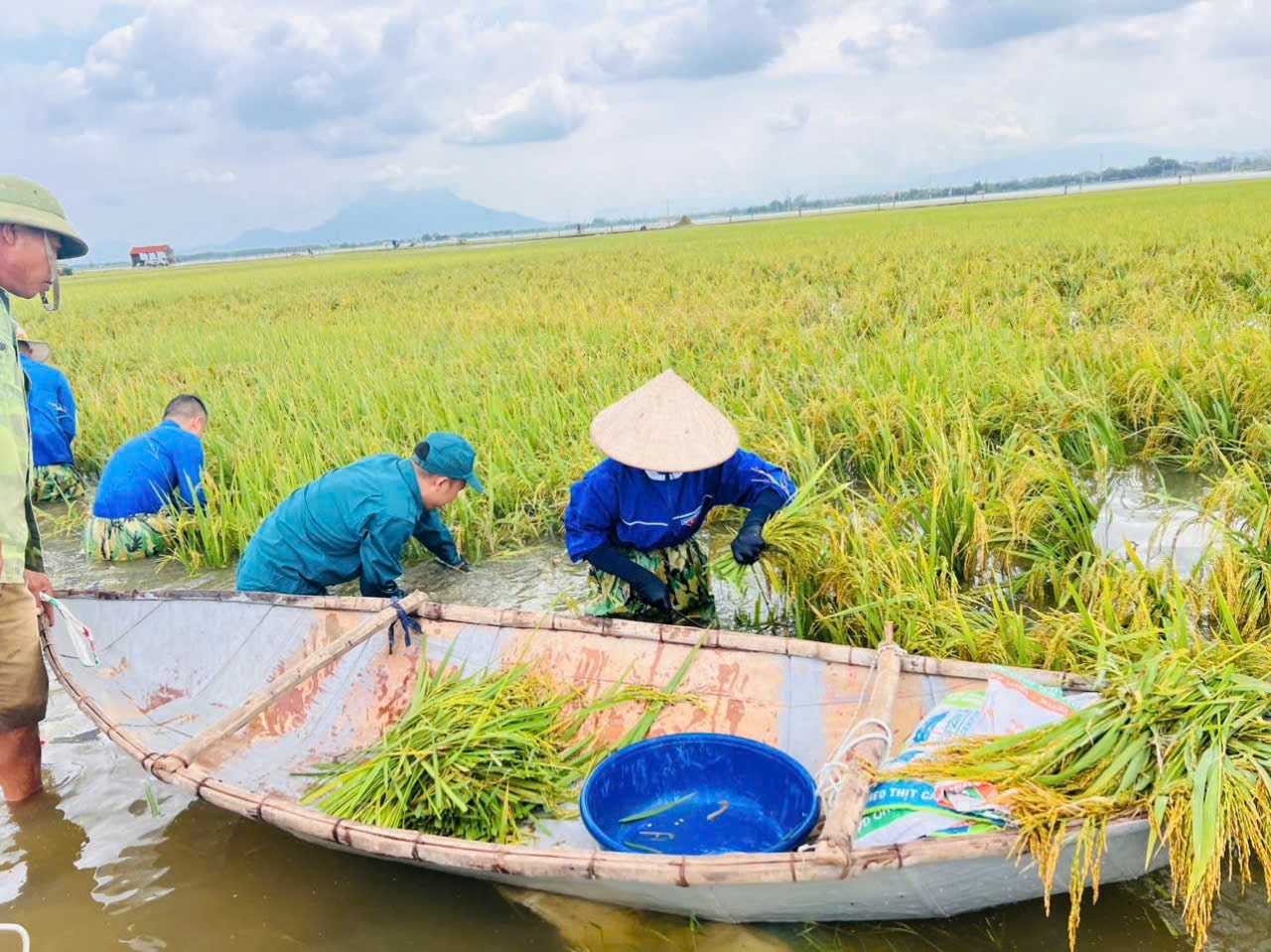 Xã Châu Sơn huy động lực lượng các hỗ trợ nhân dân thu hoạch diện tích lúa bị ngập nước sâu